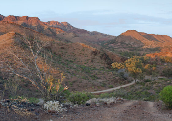 Parachilna Gorge Free Camping Flinders Ranges