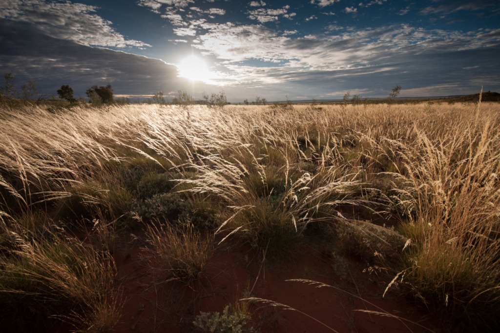 Tanami Track Desert Grass