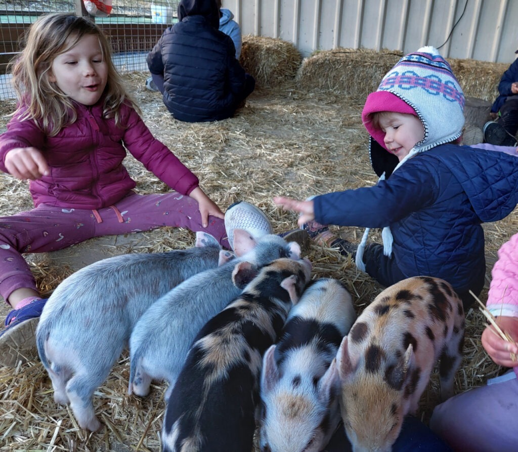 Hossana Farm Stay Piglets